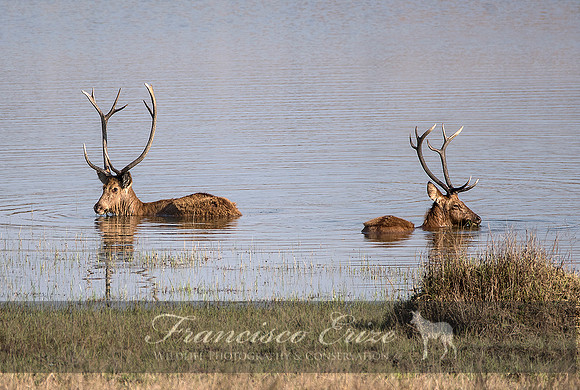 M21 Cervus d. branderi - HARD-GROUND BARASHINGA 5