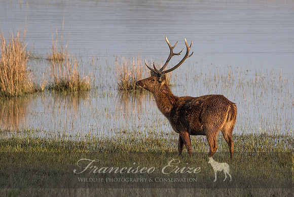 M21 cervus d. branderi - HARD-GROUND BARASHINGA 5