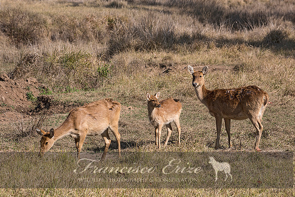 M21 - Cervus d. branderi - HARD-GROUND BARASHINGA 2