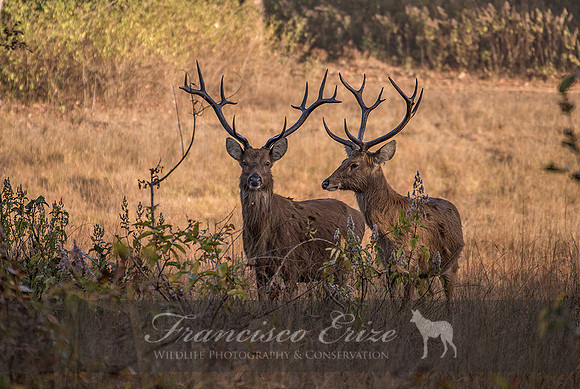 M21 Cervus d. branderi - HARD-GROUND BARASHINGA 9