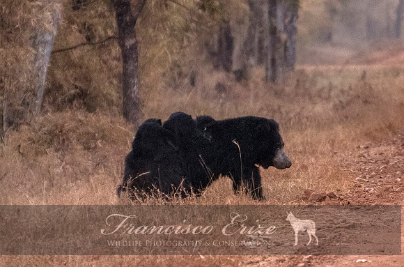M12  Meluursus ursinus - SLOTH BEAR 1