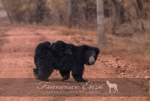 M12  Meluursus ursinus - SLOTH BEAR 2