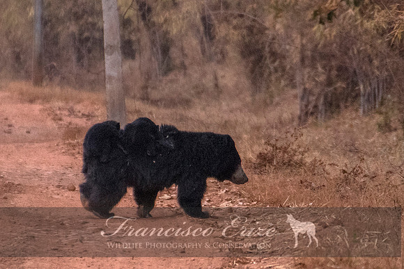 M12  Meluursus ursinus - SLOTH BEAR 3