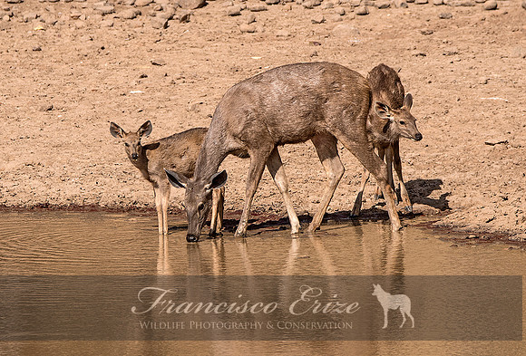 M21 Rusa unicolor - SAMBAR 7