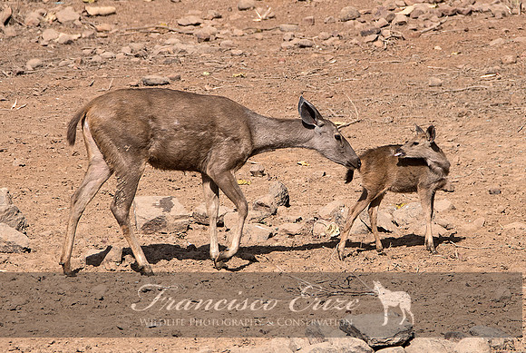 M21  Rusa unicolor - SAMBAR 8