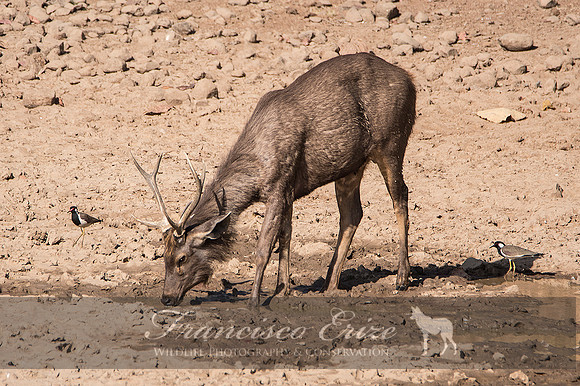 M21 Rusa unicolor - SAMBAR 6