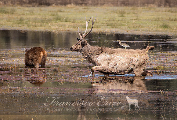 M21 Rusa unicolor - SAMBAR 5