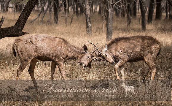 M21 Rusa unicolor - SAMBAR 9
