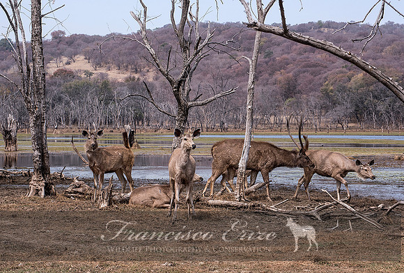 M21 Rusa unicolor - SAMBAR 1
