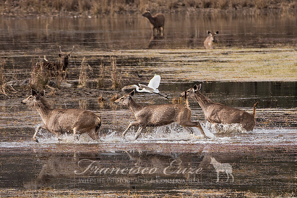 M21 Rusa unicolor - SAMBAR 4