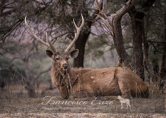 M21 Rusa unicolor - SAMBAR 10