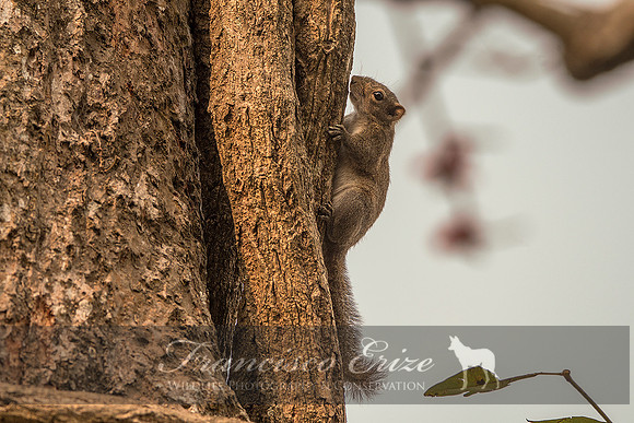 M27 Callosciurus pygerythrus - HOARY-BELLIED SQUIRREL
