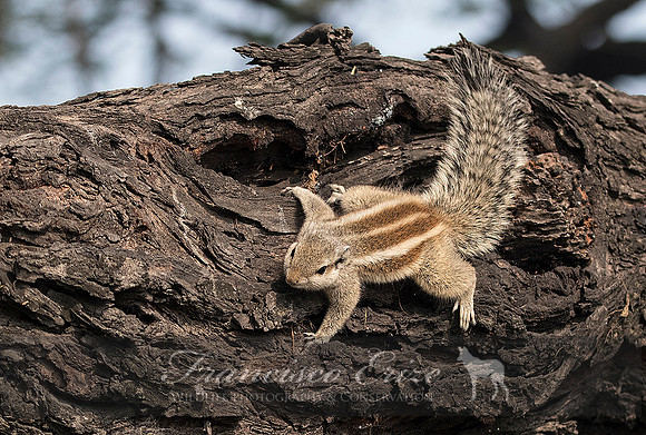 M27 Furnambulus pennantii - FIVE-STRIPED PALM-SQUIRREL 1