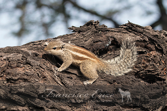M27 Funambulus pennantii - FIVE-STRIPED PALM-SQUIRREL 2