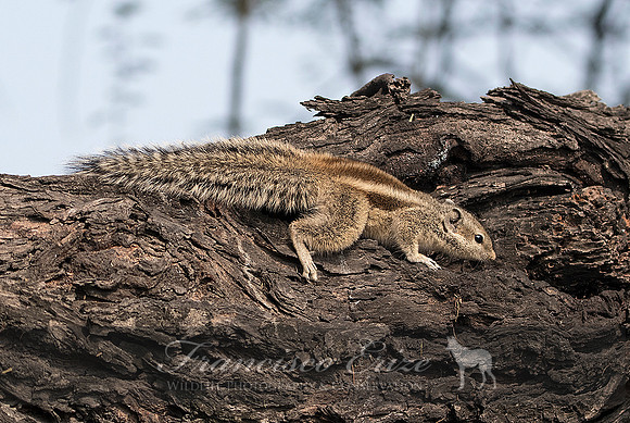 M27 Furnambulus pennantii - FIVE-STRIPED pALM -SQUIRREL 4