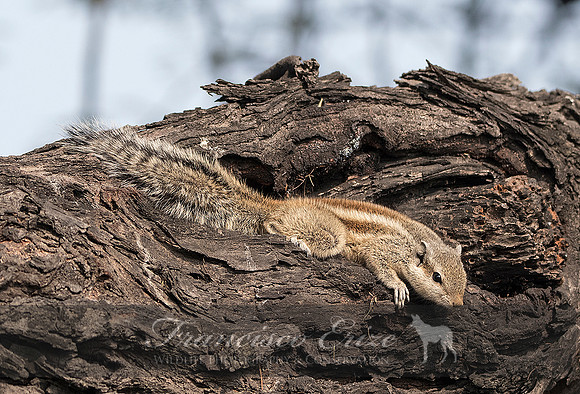 M27 Funambulus pennantii - FIVE-STRIPED PALM-SQUIRREL 3