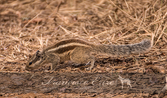 M27 Furnambulus pennantii - FIVE- STRIPED PALM-SQUIRREL