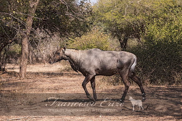 M23 Boselaphus tragocamelus - NILGAI