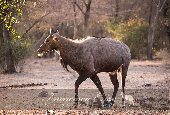 M23 Boselaphus tragicamellus - NILGAI 3