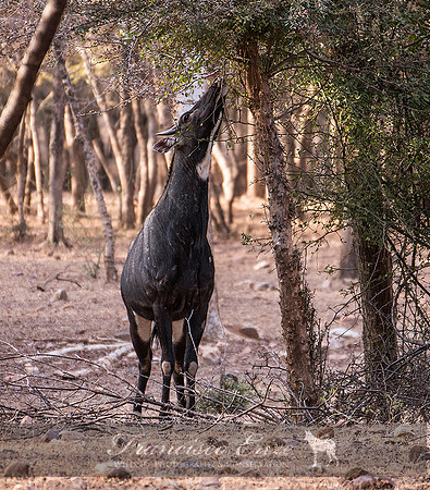 M23 Boselaphus tragulus - NILGAI 6