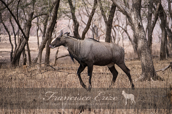 M23 Boselaphus tragicamellus - NILGAI 2