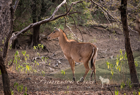 M23 Boselaphus tragocamelus - NILGAI 7