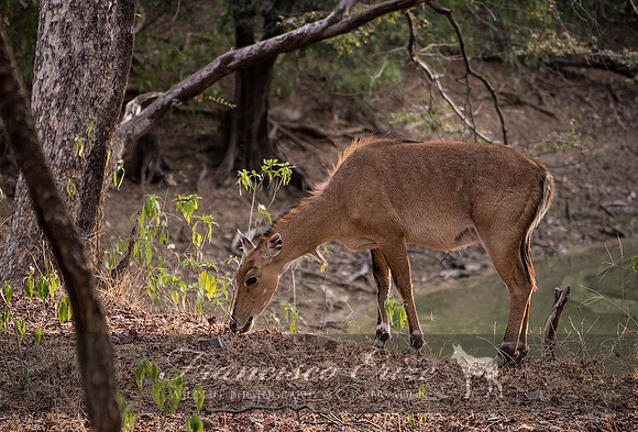 M23 Boselaphus tragocamelus - NILGAI