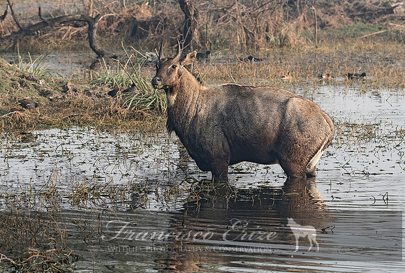 M23 Boselaphus tragocamelus - NILGAI 4