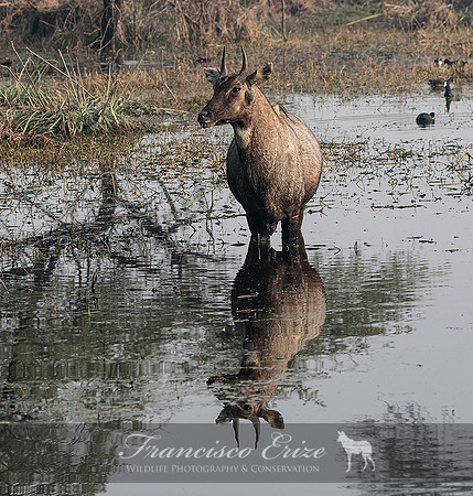 M23 Boselaphus tragicamellus - NILGAI 5