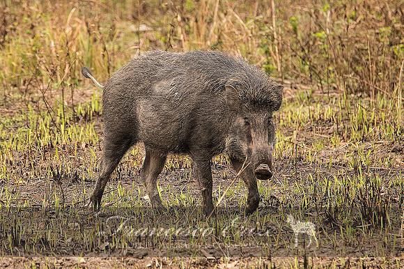 M18 Sus s. cristatus - INDIAN WILD BOAR 2