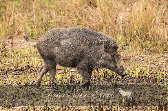 M18 Sus s. cristatus - INDIAN WILD BOAR 1
