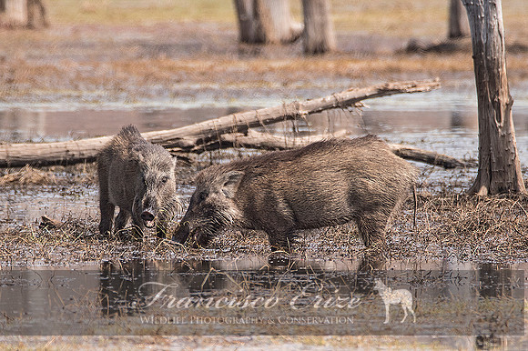M18 Sus s. cristatus - INDIAN WILD BOAR 7