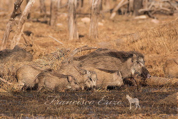 M18 Sus s. cristatus - INDIAN WILD BOAR 8