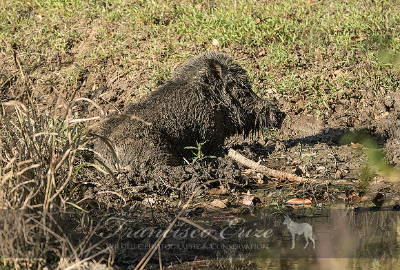 M18 Sus s. cristatus - INDIAN WILD BOAR 3