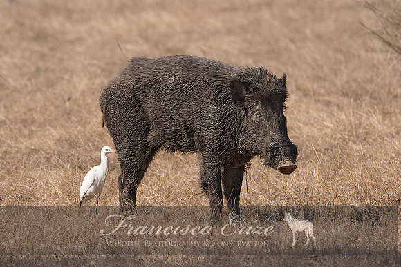 M18 Sus s. cristatus - INDIAN WILD BOAR 4