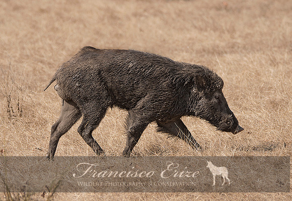M18 Sus s. cristatus -INDIAN WILD BOAR 5