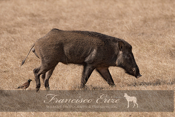 M18 Sus s. cristatus - INDIAN WILD BOAR 6