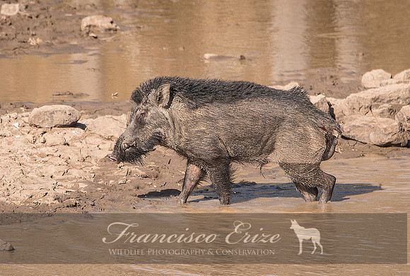 M18 Sus s. cristatus - INDIAN WILD BOAR 11