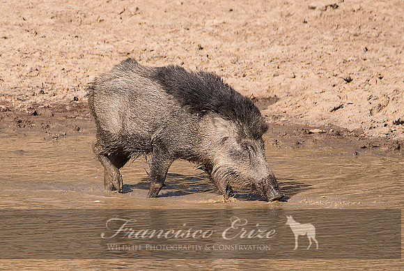 M18 Sus s. cristatus - INDIAN WILD BOAR 10