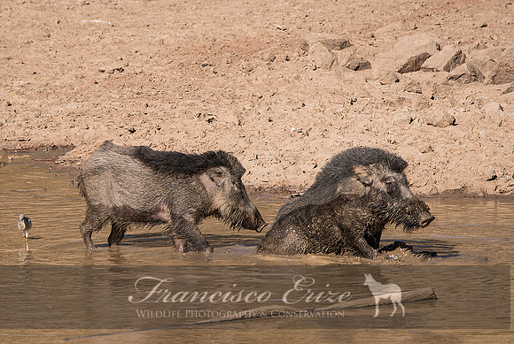 M18 Sus s. cristatus - INDIAN WILD BOAR 9