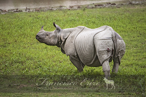 M17 Rhinoceros unicornis - GREATER ONE-HORNED RHINOCEROS 1