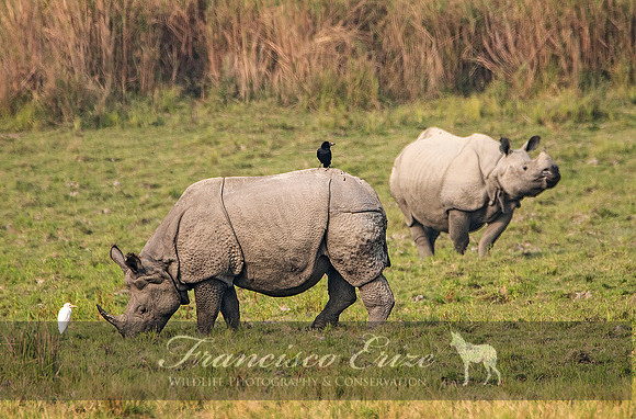 M17 Rhinoceros unicornis - GREATER ONE-HORNED RHINOCEROS 11