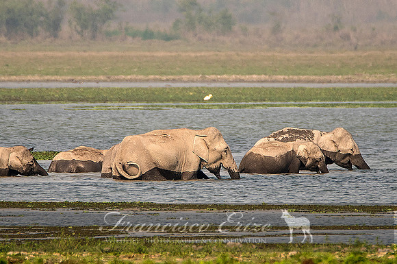 M26 Elephas maximus - ASIAN ELEPHANT 11