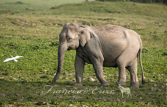M26 Elephas maximus - ASIAN ELEPHANT 7