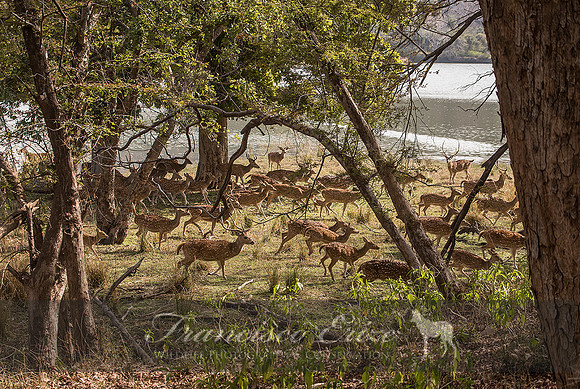 M21 Axis axis - SPOTTED DEER 1