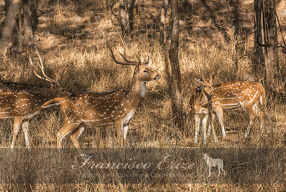 M21 Axis axis - SPOTTED DEER 3
