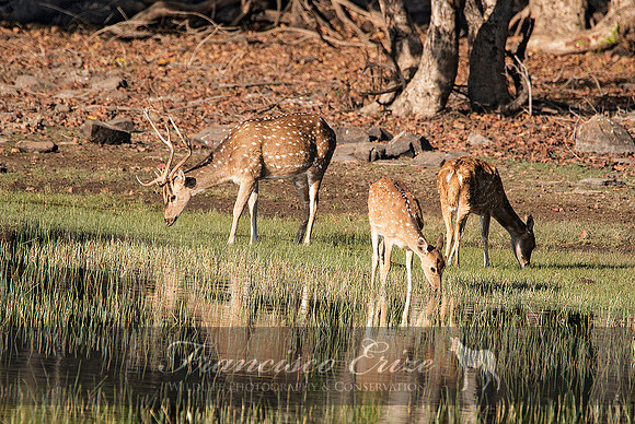 M21 Axis axis - SPOTTED DEER 2
