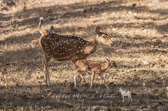 M21 Axis axis - SPOTTED DEER 4