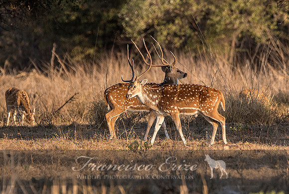 M21 Axis axis - SPOTTED DEER