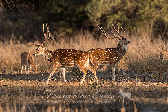 M21 Axis axis - SPOTTED DEER 7